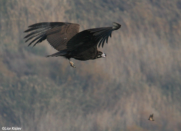 עוזניה שחורה   Black Vulture Aegypius monachus                             עמק בית שאן דצמבר 2006.